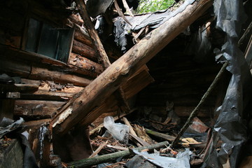 Wolf lair with 3 wolves cubs in abandoned house in Chernobyl zone