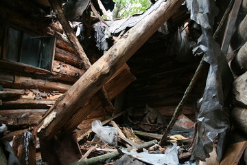 Wolf lair with 3 wolves cubs in abandoned house in Chernobyl zone