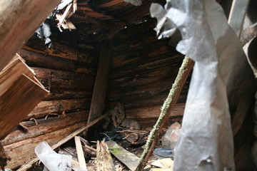Wolf lair with 3 wolves cubs in abandoned house in Chernobyl zone