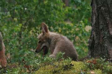 Young wolf cub in pine forest at summer