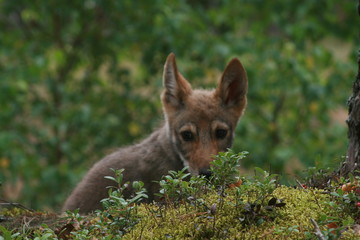 Young wolf cub in pine forest at summer