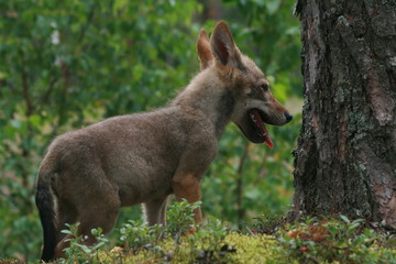 Young wolf cub in pine forest at summer