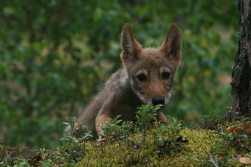 Young wolf cub in pine forest at summer