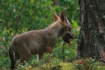 Young wolf cub in pine forest at summer