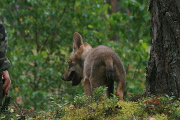 Young wolf cub in pine forest at summer