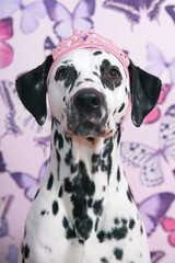 The portrait of a white and black spotted Dalmatian dog with a pink crown on its head posing indoors on a pink wallpaper background with butterflies