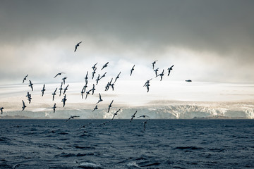 Vogelschwarm über dem Meer in der Antarktis mit Gletscher im Hintergrund