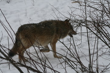 Wolf in snow winter pine forest with a man