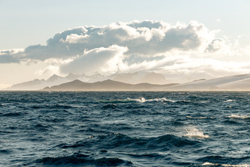 Wellen auf dem Meer in der Antarktis mit der Küste im Hintergrund, Wolken und Eis der Gletscher 