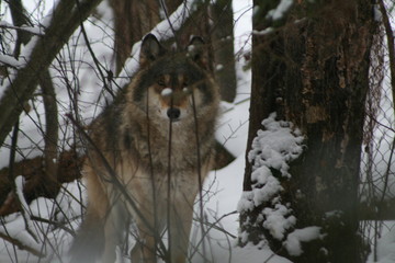 Wolf in snow winter pine forest with a man