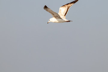 dynamic flying seagull on the sky