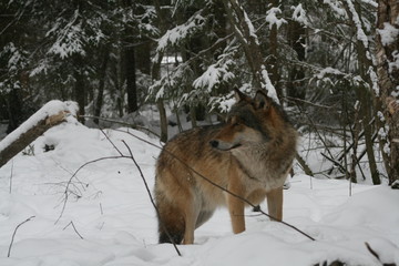 Wolf in snow winter pine forest with a man
