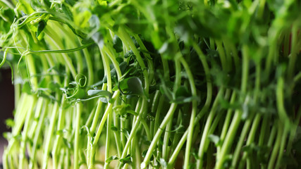 Selective focus. Microgreen grows in a pot. Young sprouts of peas. Super food. Vitamins and minerals.