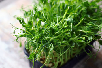 Selective focus. Microgreen grows in a pot. Young sprouts of peas. Super food. Vitamins and minerals.