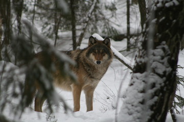 Fototapeta na wymiar Wolf in snow winter pine forest with a man