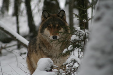 Wolf in snow winter pine forest with a man