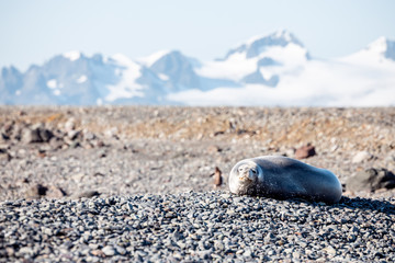 Robbe auf dem Strand in der Antarktis mit Gletscher im Hintergrund, Antarktika 