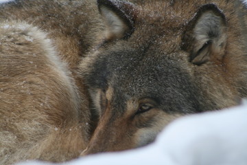 Fototapeta premium Wolf in snow winter pine forest with a man