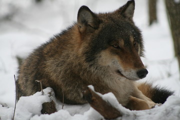 Wolf in snow winter pine forest with a man