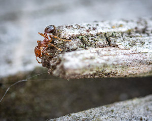 Red Imported Fire Ant along the nature trail!
