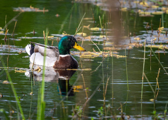 Mallard swimming in the pond along the nature trail in Pearland!