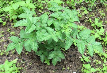 Closeup view of a small cherry tomato bush in a garden
