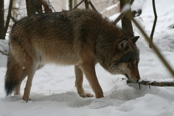 Wolf in snow winter pine forest with a man