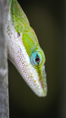 Green Anole closeup at the nature trail in Pearland!