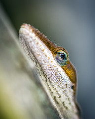Green Alole up close along the Shadow Creek Ranch Nature Trail in Pearland!