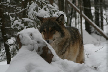 Wolf in snow winter pine forest with a man
