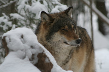 Wolf in snow winter pine forest with a man