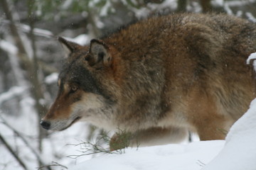 Wolf in snow winter pine forest with a man