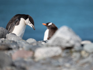 pinguine nebeneinaner in der antarktis - kleiner Pinguin in der Antarktis, Zügelpinguin, Eselspinguin
