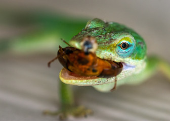 Green Anole having a bite to eat!