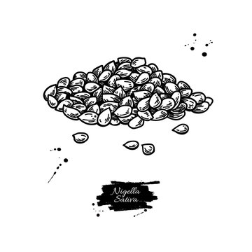 Nigella sativa seed vector drawing. Black cumin isolated illustration.
