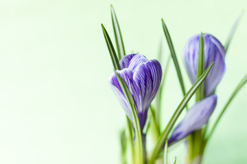 Large crocus Crocus sativus C. vernus flowers with purple streaks on a light green background for postcards, greetings for Mother's Day, Valentine's Day. Copy space. Selective focus