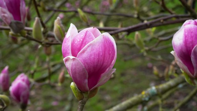 Magnolia bud with raindrops. Magnolia tree blossom