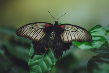 A beautiful butterfly sits on a flower