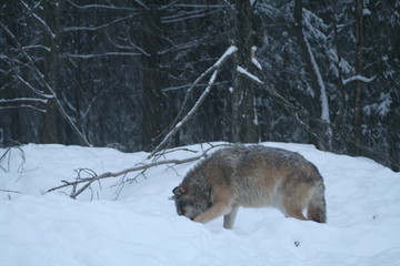 Wolf in snow winter pine forest with a man