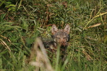 Pack of young wolves cubs near river
