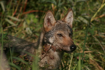 Pack of young wolves cubs near river