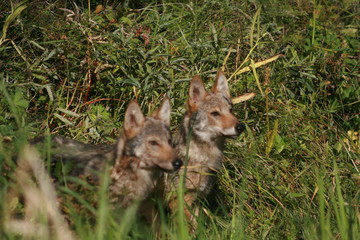 Pack of young wolves cubs near river