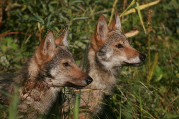 Pack of young wolves cubs near river
