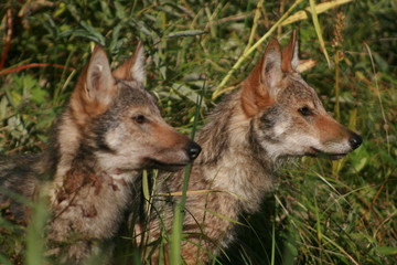 Pack of young wolves cubs near river
