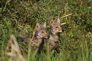 Naklejka na ściany i meble Pack of young wolves cubs near river