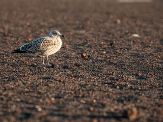 sitzender Vogel, Möwe 