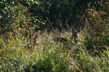 Pack of young wolves cubs near river