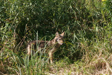 Pack of young wolves cubs near river
