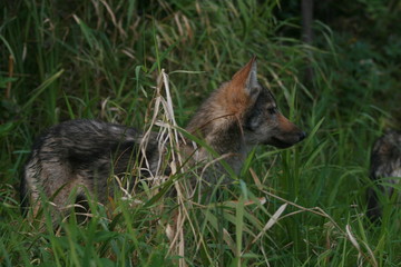 Pack of young wolves cubs near river