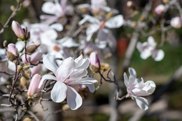 White flowers of the Loebner magnolia Merrill